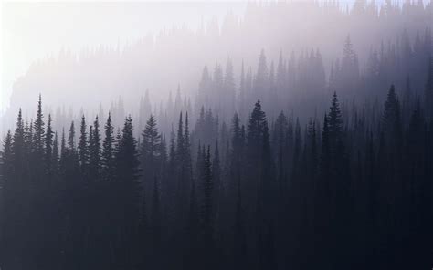 Misty Forest 4k Wallpapers - Wallpaper Cave