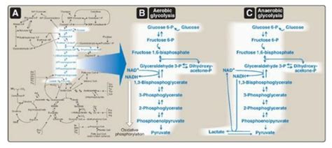 Anaerobic Vs Aerobic Glycolysis