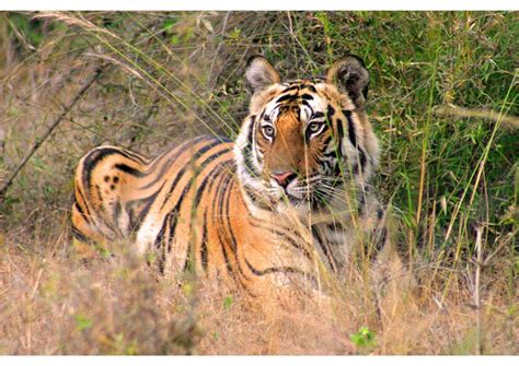 A Tremendous Growth in Indian Tiger Population - India Tourism Guide & Travel NewsIndia Tourism ...