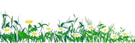 Common daisy Clip art - Daisies and Grass PNG Clipart Picture png ...