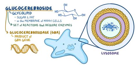 Gaucher disease (NORD): Video, Anatomy & Definition | Osmosis