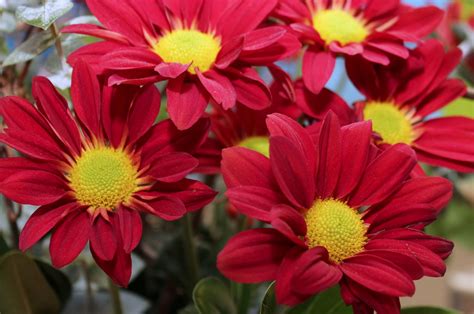 Red&Yellow Chrysanthemums Graphic by JLBIMAGES · Creative Fabrica