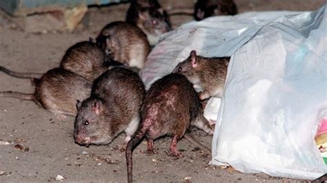 Dr. Manny: Rat epidemic in New York a dire warning for other cities ...