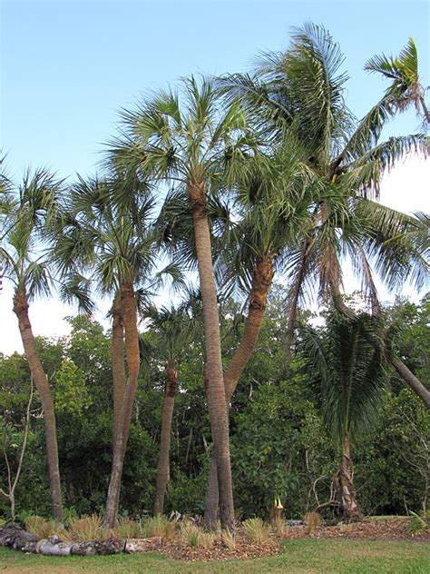 Cabbage Palmetto Palm Tree (sabal palmetto) – Fast Growing Palms