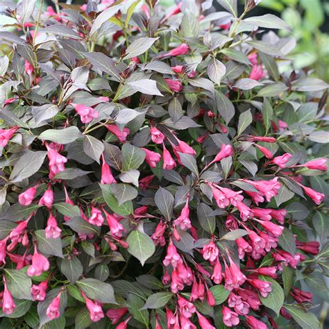 Midnight Sun™ Weigela | Plant Addicts