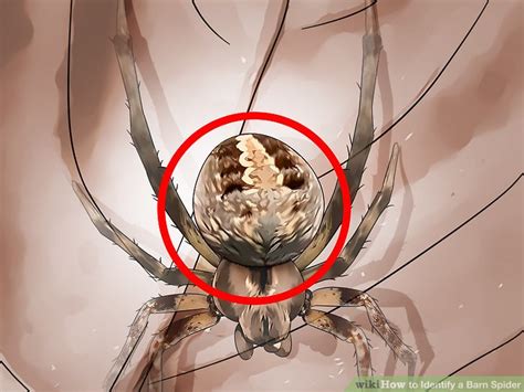 3 Ways to Identify a Barn Spider - wikiHow