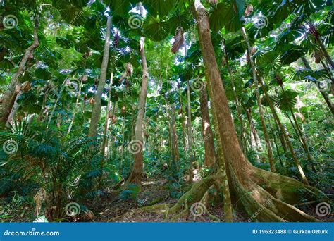 Trees from Daintree Tropical Rainforest in Cairns, Australia Stock ...