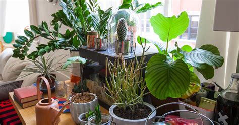 Cheap Trader Joe's Plants From Succulents To Pilea