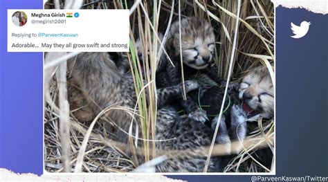 Cheetah cubs born in India after more than 70 years, netizens rejoice | Trending News - The ...