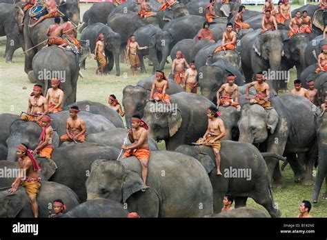 Elephant Roundup during Surin Elephant Festival, Surin, Surin province, THAILAND Stock Photo - Alamy