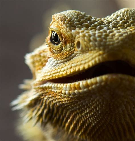 Different Types of Beraded Dragoons Species #beardeddragon | Bearded dragon, Baby bearded dragon ...