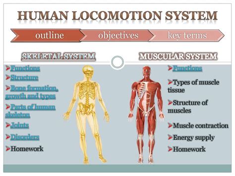 Human locomotion system - online presentation