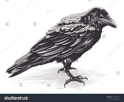 Vector crow isolated on white. Hand drawn vector art. Sketch vector illustration. | Crow art ...