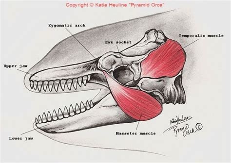 47 best Animal Anatomy Project: ORCA images on Pinterest | Animal anatomy, Killer whales and Orcas