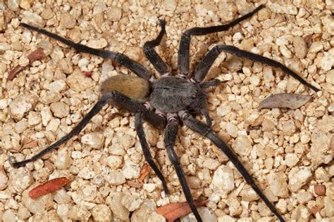 New species alert: Massive, cave-dwelling spider discovered in Mexico - CBS News