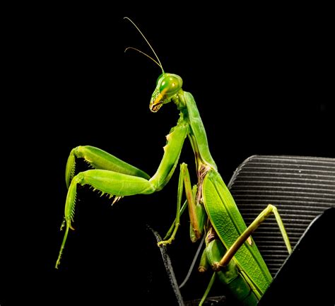 1024x768 wallpaper | green praying mantis | Peakpx