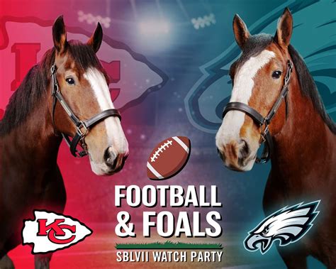 Budweiser Clydesdale Horses Born Last Month to Host Super Bowl Party