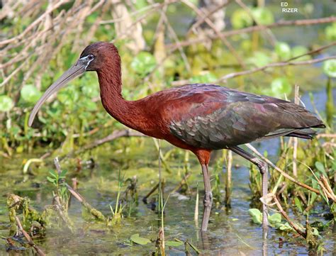 GLOSSY IBIS | This GLOSSY IBIS is in full breeding apparel a… | Flickr