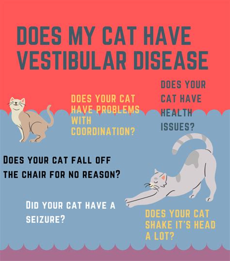 Symptoms and Treatment for Vestibular Disease in Cats - PetHelpful