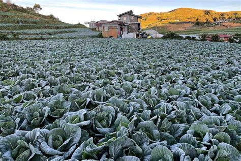 LOOK: Frost hits cabbage patch in Atok, Benguet as temperature drops to 9°C • PhilSTAR Life