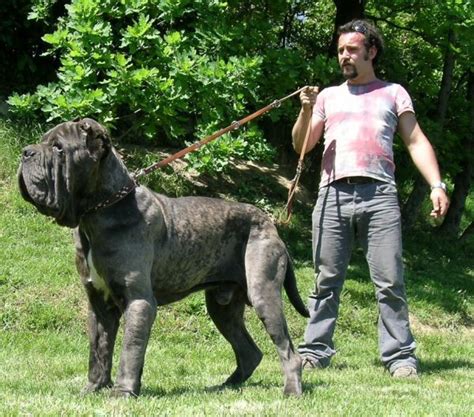 Old English Mastiff Size Comparison To Human