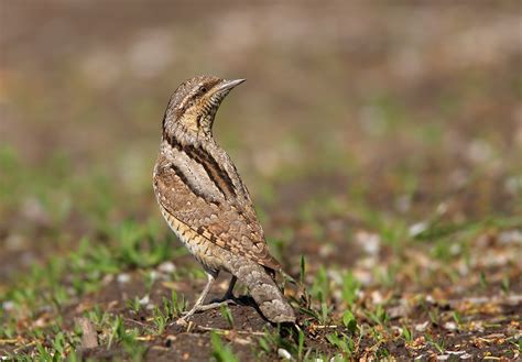 Eurasian Wryneck - Birds World