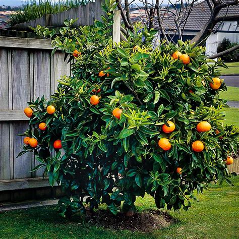 Washington Navel Orange Trees For Sale | The Tree Center