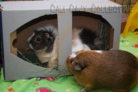 Cali Cavy Collective: a blog about all things guinea pig: DIY guinea pig toy: shoebox and hay