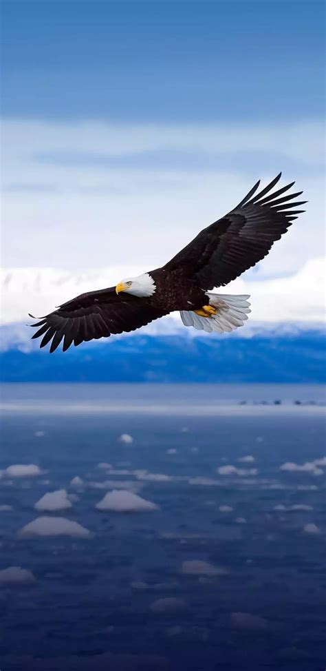 Eagle, eagle, eagles, HD phone wallpaper | Peakpx