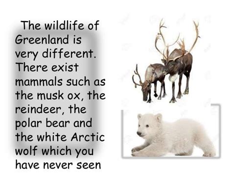 Wildlife of greenland ppt