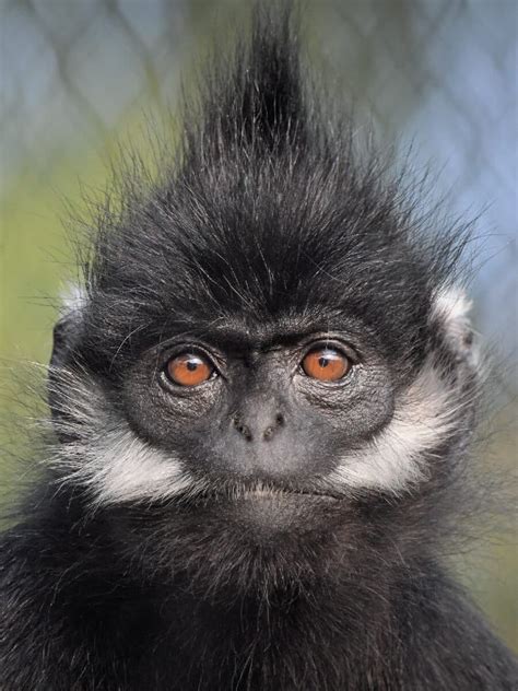 Francois' Langur | Saint Louis Zoo