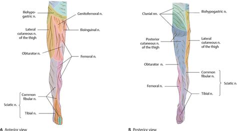 Lumbosacral plexus and innervation of lower limb – Human Anatomy for Physician Assistant ...