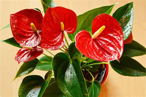 Anthurium Andraeanum: Indoor Plant Care & Tips | Seasol