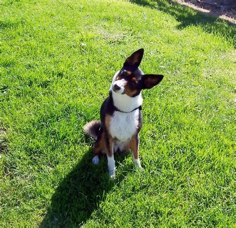 79+ Basenji Border Collie Mix - l2sanpiero