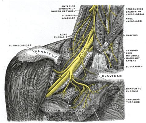 Phrenic nerve - Wikipedia