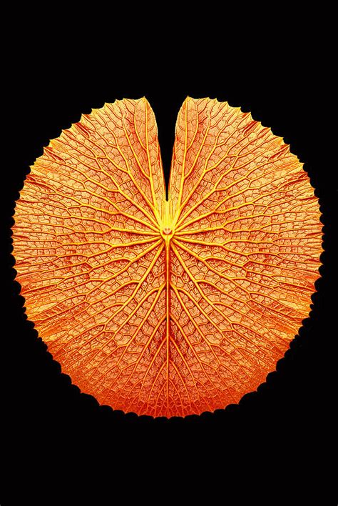 texture of Victoria lotus leaf Photograph by Wanlop Sonngam - Fine Art ...