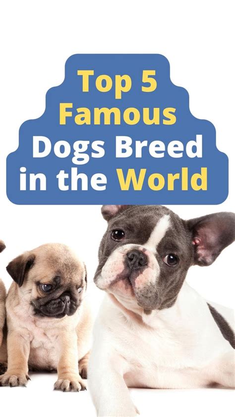 Top 5 Famous Dog Breeds in the World | Famous dogs, Dog breeds, Dogs