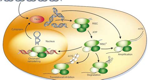 An mRNA-Derived Noncoding RNA Targets and Regulates the Ribosome | RNA ...