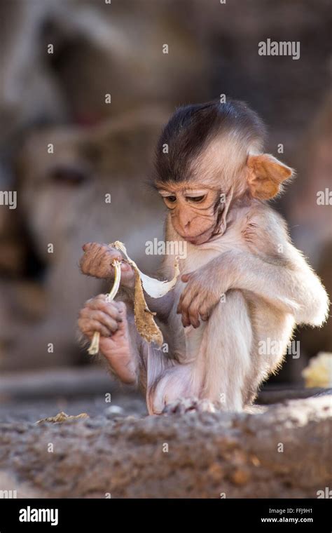 Baby Crab Eating Macaque Stock Photo - Alamy