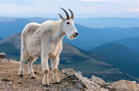 Goat Triggers Avalanche, Takes ‘Significant’ 1,000-Foot Ride in Big Sky ...