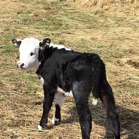 Farm Event-Baby Calf Tours - ThurstonTalk