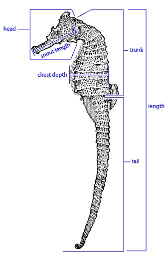 seahorse.org - Seahorse Anatomy