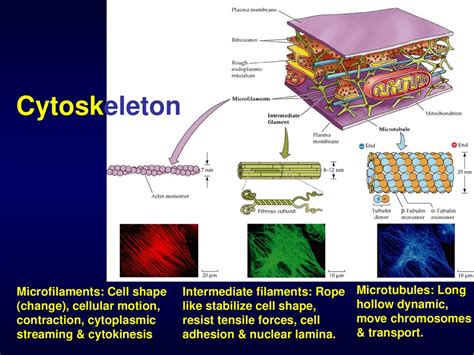 Introduction to Molecular Cell Biology Unit of Life - ppt download