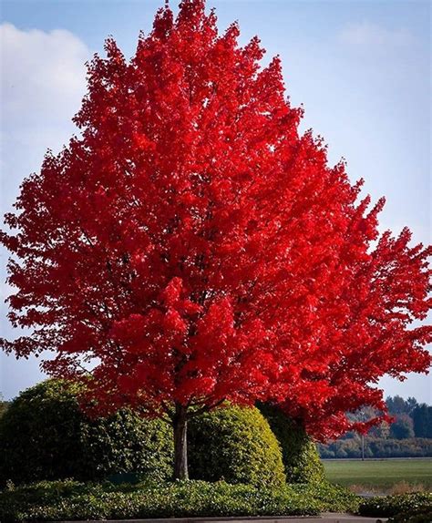 Maple Trees Native To Georgia - Tree Clipart Free