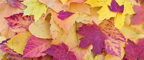 Maple leaves Wallpaper 4K, Fall Foliage, Autumn, Seasons