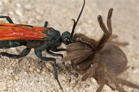 What in the World is a Tarantula Hawk? | Friends of Goodan Ranch & Sycamore Canyon Open Space