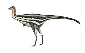 Gracilornis | Detailed Pedia