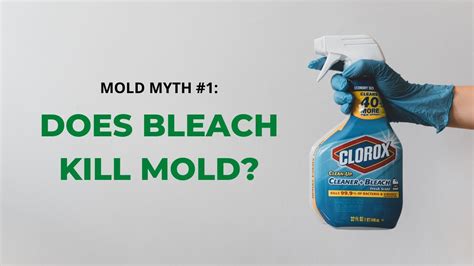 Mold Myth #1: Does Bleach Kill Mold?