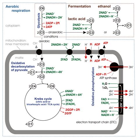 Difference Between NAD and NADH | Definition, Synthesis, Role, Similarities