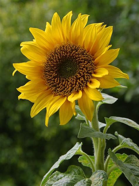 Sunflower pictures, Sunflower, Plants